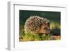 Hedgehog-kwasny221-Framed Photographic Print