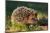 Hedgehog-kwasny221-Mounted Photographic Print