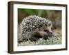 Hedgehog-kwasny221-Framed Photographic Print