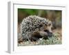 Hedgehog-kwasny221-Framed Photographic Print
