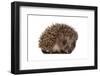 Hedgehog-April Cat-Framed Photographic Print