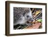 Hedgehog-Severas-Framed Photographic Print