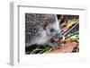 Hedgehog-Severas-Framed Photographic Print