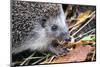 Hedgehog-Severas-Mounted Photographic Print