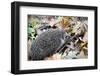 Hedgehog-Severas-Framed Photographic Print