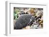 Hedgehog-Severas-Framed Photographic Print