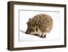 Hedgehog-JanPietruszka-Framed Photographic Print