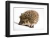 Hedgehog-JanPietruszka-Framed Photographic Print