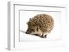 Hedgehog-JanPietruszka-Framed Photographic Print