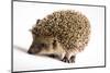 Hedgehog-JanPietruszka-Mounted Photographic Print