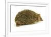 Hedgehog-Vitaliy Pakhnyushchyy-Framed Photographic Print