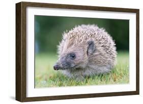 Hedgehog-null-Framed Photographic Print