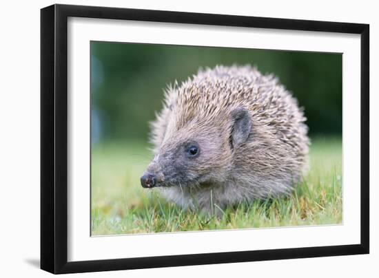 Hedgehog-null-Framed Photographic Print