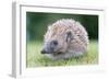 Hedgehog-null-Framed Photographic Print