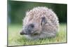Hedgehog-null-Mounted Photographic Print