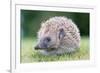 Hedgehog-null-Framed Photographic Print