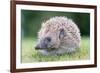 Hedgehog-null-Framed Photographic Print