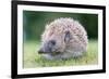 Hedgehog-null-Framed Photographic Print