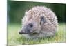 Hedgehog-null-Mounted Photographic Print