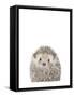 Hedgehog-Leah Straatsma-Framed Stretched Canvas