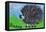 Hedgehog-Brenda Brin Booker-Framed Stretched Canvas