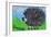 Hedgehog-Brenda Brin Booker-Framed Giclee Print