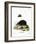 Hedgehog-null-Framed Giclee Print