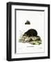 Hedgehog-null-Framed Giclee Print