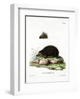 Hedgehog-null-Framed Giclee Print