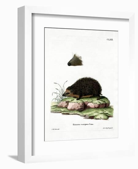 Hedgehog-null-Framed Giclee Print