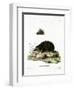 Hedgehog-null-Framed Giclee Print