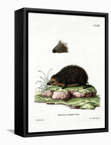 Hedgehog-null-Framed Stretched Canvas