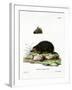 Hedgehog-null-Framed Giclee Print