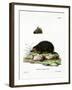 Hedgehog-null-Framed Giclee Print