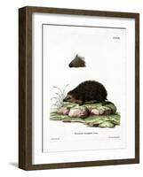 Hedgehog-null-Framed Giclee Print