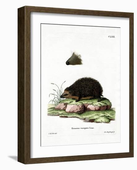 Hedgehog-null-Framed Giclee Print