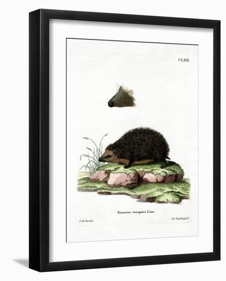 Hedgehog-null-Framed Giclee Print