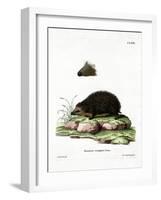 Hedgehog-null-Framed Giclee Print