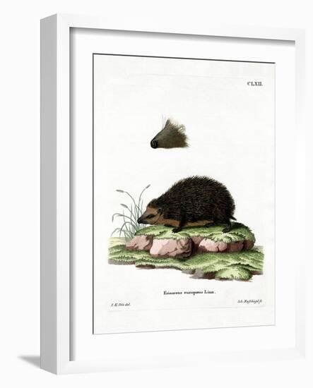 Hedgehog-null-Framed Giclee Print