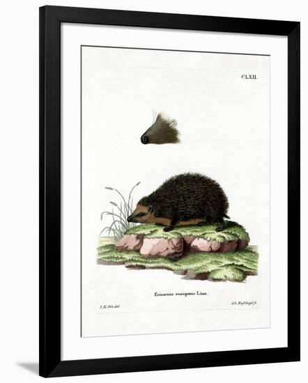 Hedgehog-null-Framed Giclee Print