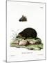 Hedgehog-null-Mounted Giclee Print