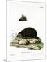 Hedgehog-null-Mounted Giclee Print