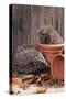 Hedgehogs in and Near Flowerpots-null-Stretched Canvas