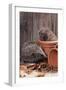 Hedgehogs in and Near Flowerpots-null-Framed Premium Photographic Print