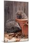 Hedgehogs in and Near Flowerpots-null-Mounted Premium Photographic Print