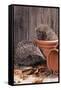 Hedgehogs in and Near Flowerpots-null-Framed Stretched Canvas