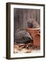 Hedgehogs in and Near Flowerpots-null-Framed Photographic Print