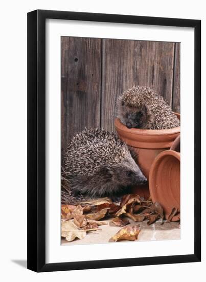 Hedgehogs in and Near Flowerpots-null-Framed Photographic Print