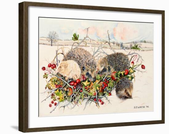 Hedgehogs in Hedgerow Basket, 1996-E.B. Watts-Framed Giclee Print