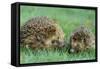 Hedgehogs Mother and Young in Grass-null-Framed Stretched Canvas